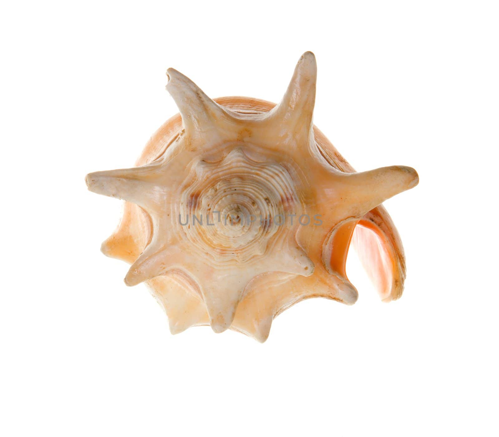 Seashell isolated-frontal  on white background