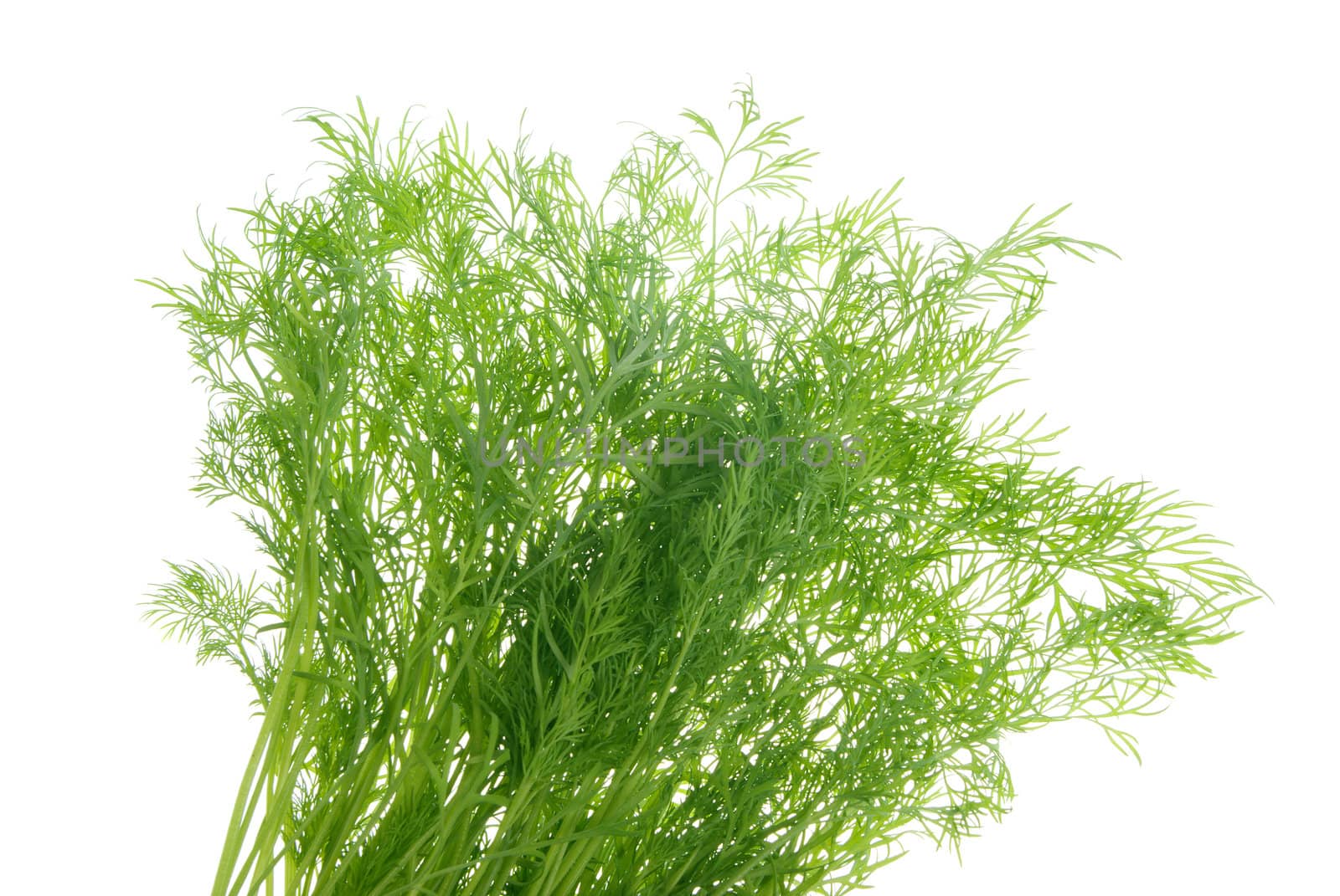 fresh dill herb isolated on a white background