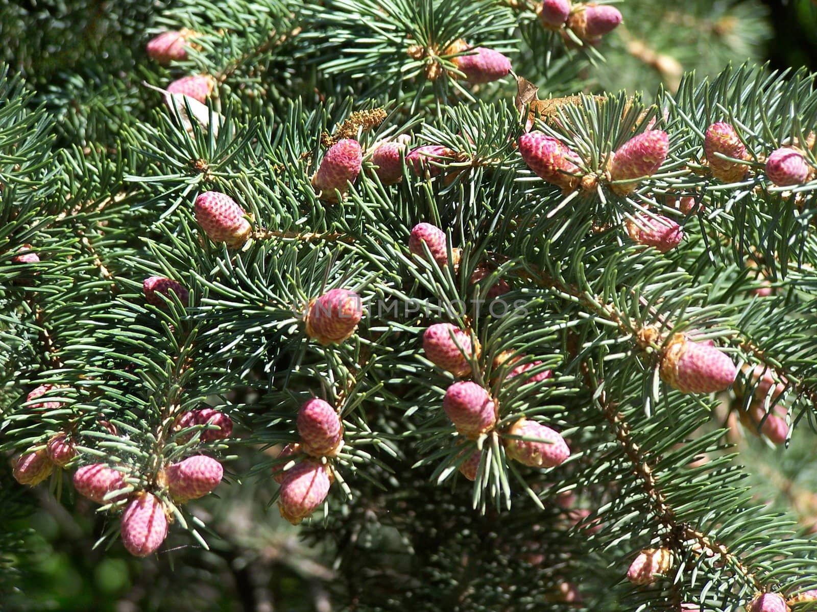 Close up of the pine cons shined by sun.