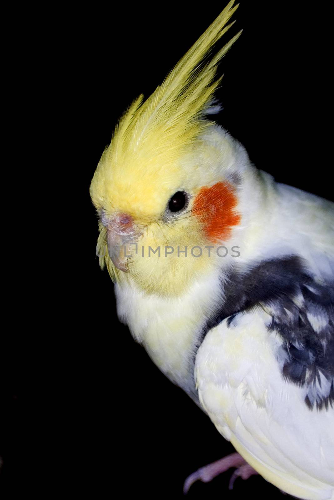 White and yellow cockatiel