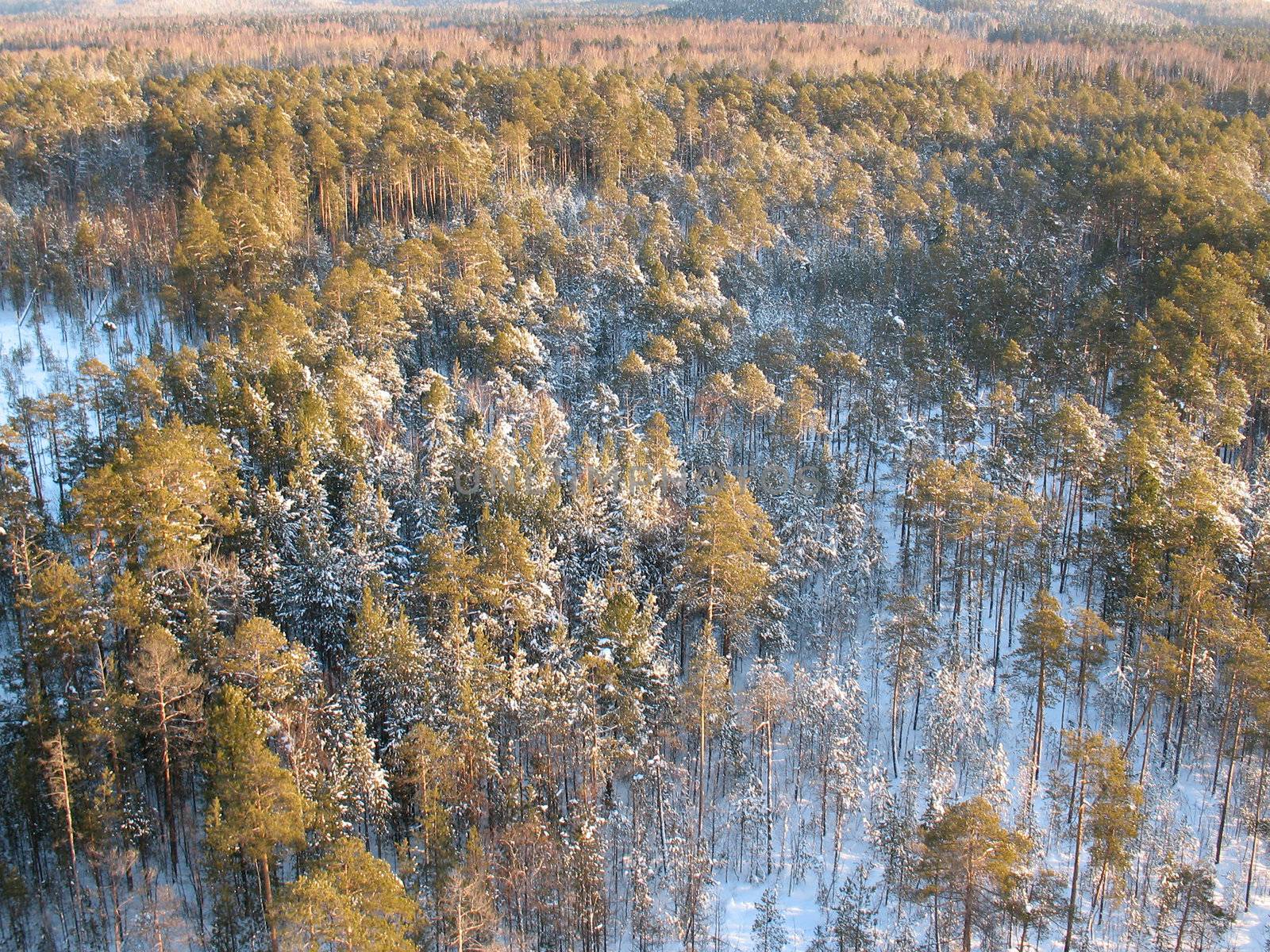 Wild taiga in west Siberia. Aerial view. Frost in sunny day. White silence.

