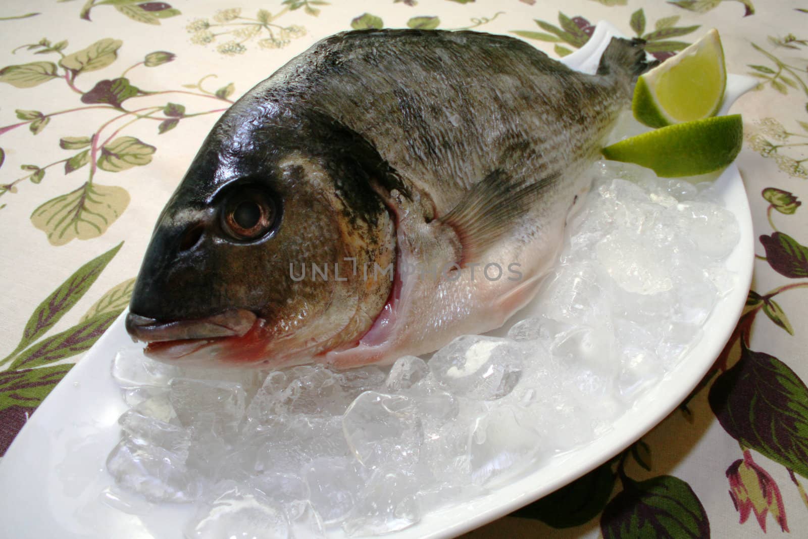 Fresh fish in an ice on a white dish