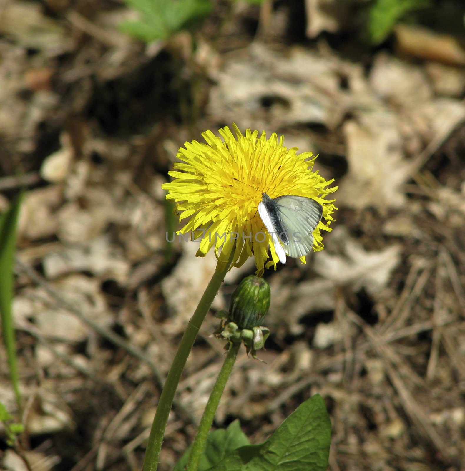 Small butterfly and dandelion 