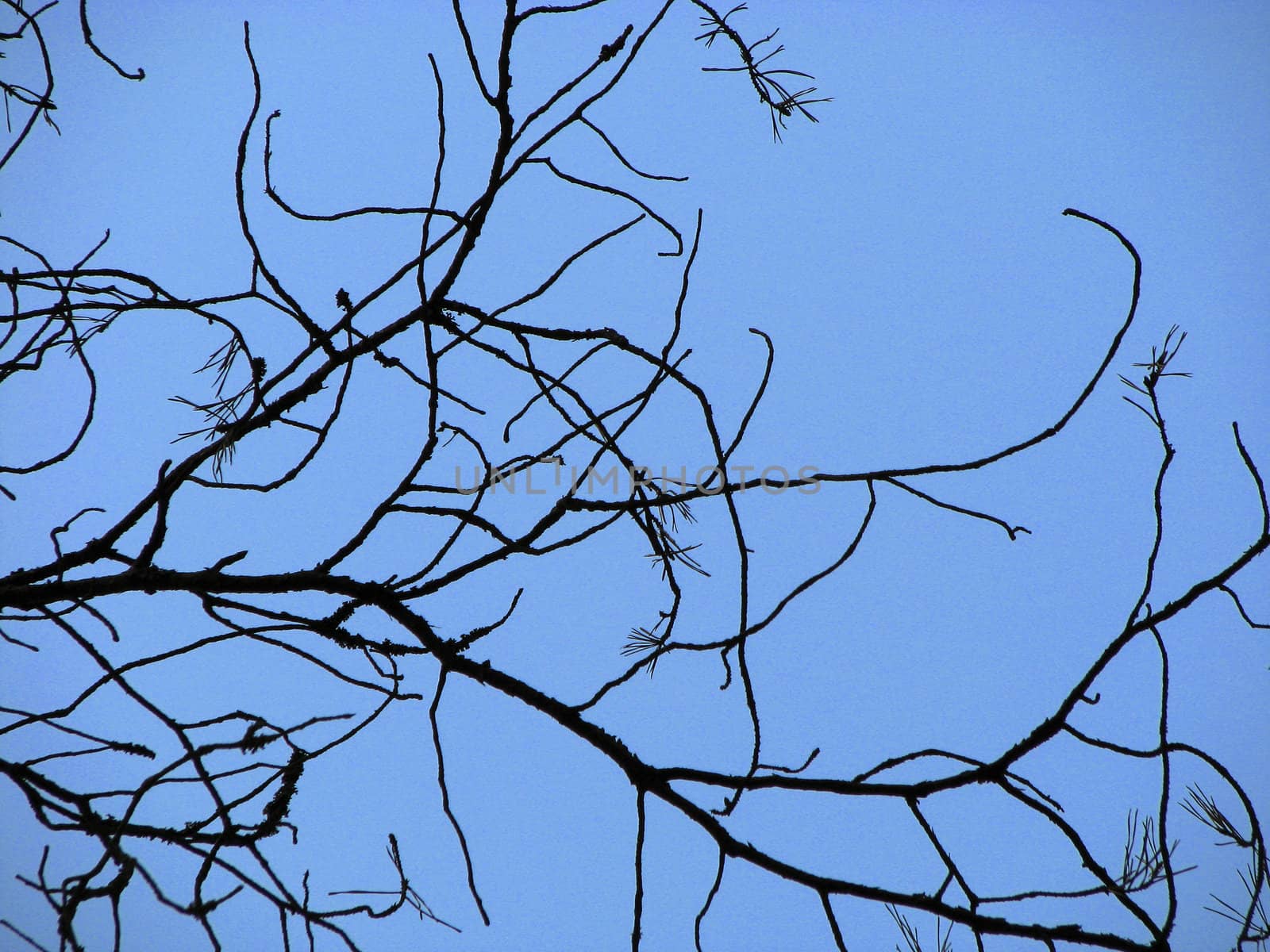 Dead branch and blue sky
