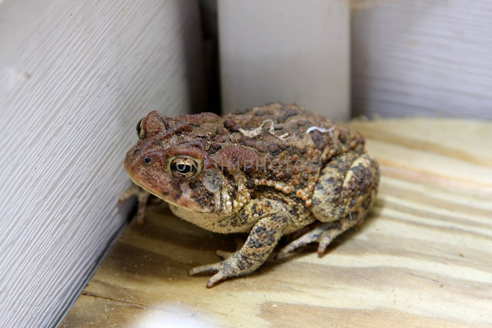 Shot of a Toad on a deck in a corner near a house.