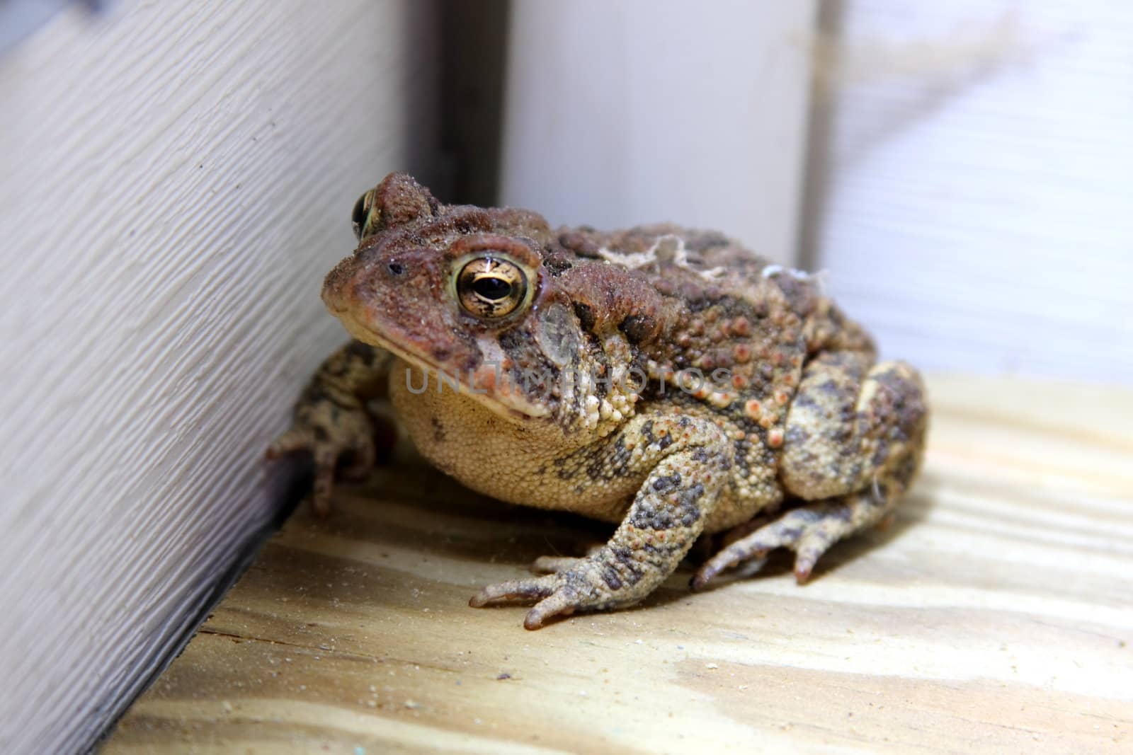 Shot of a Toad on a deck in a corner near a house.