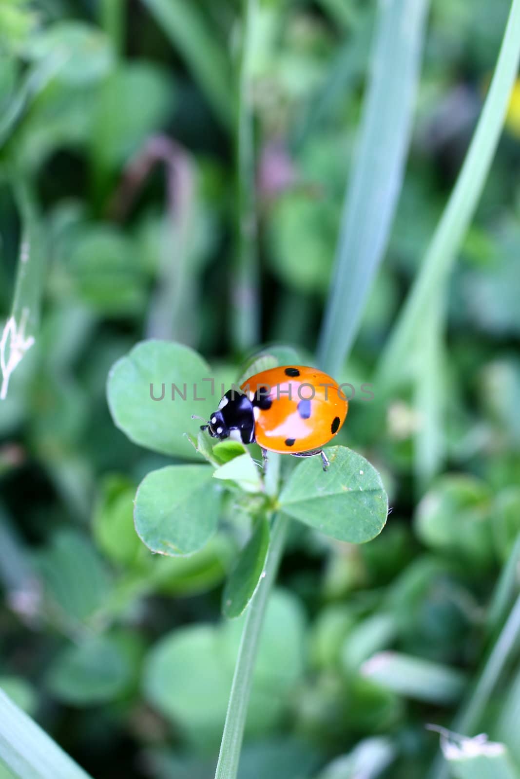 Ladybug on grass searching for food.