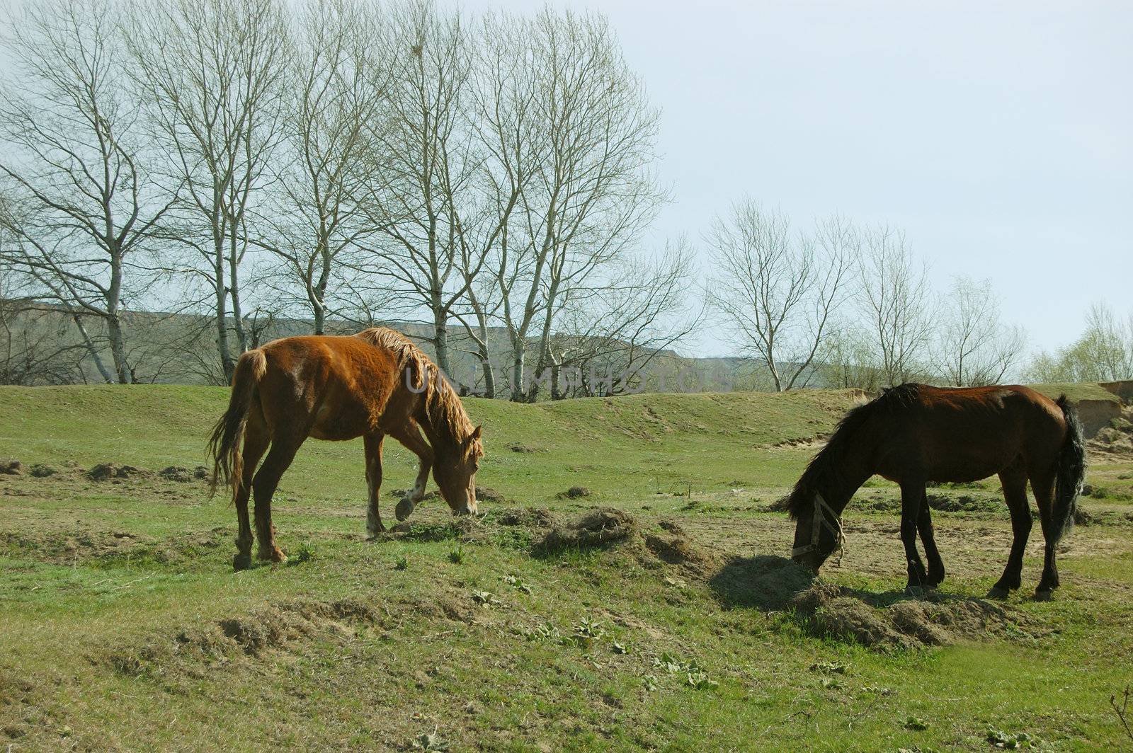 Two brown horses by Angel_a