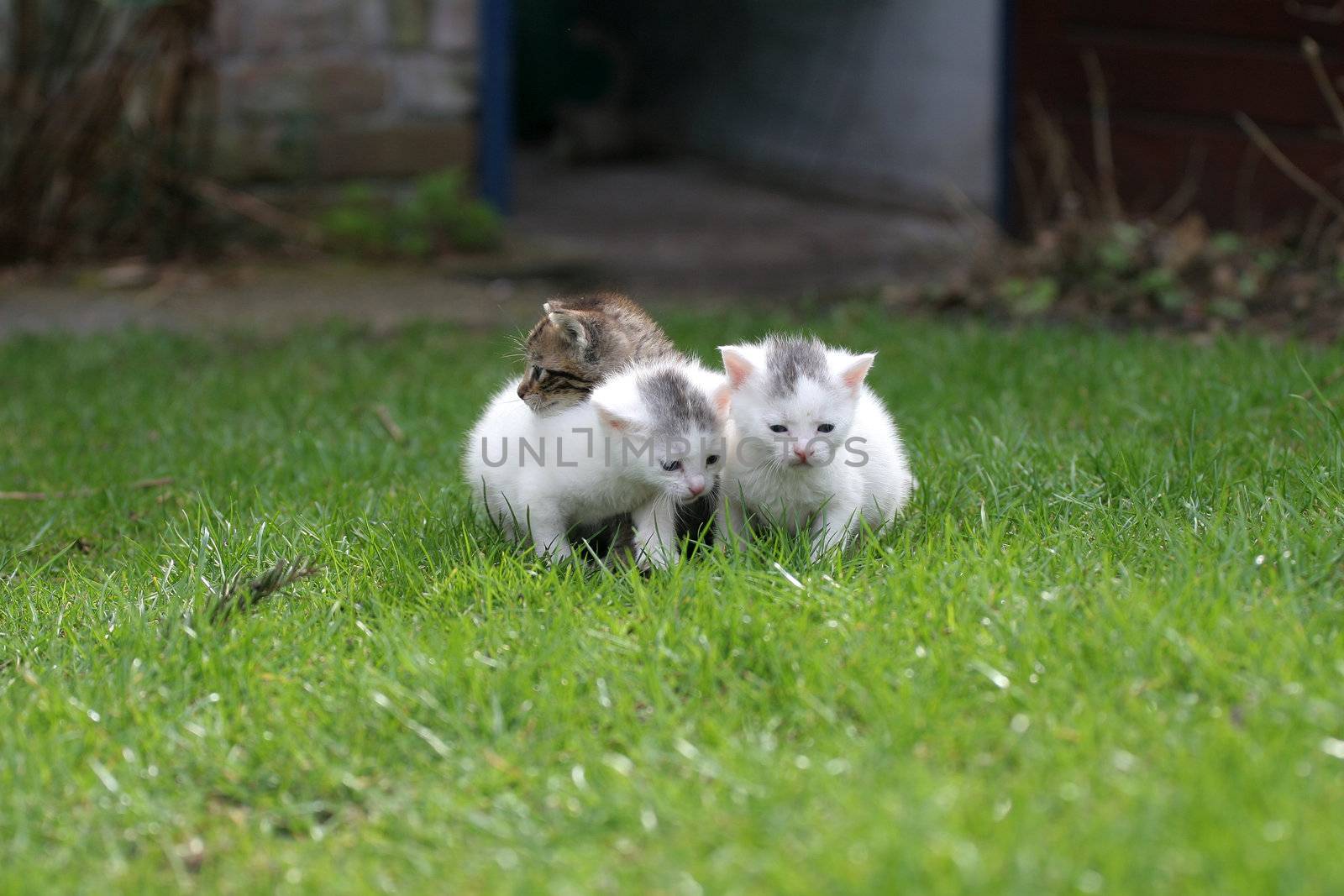 Three little kittens staying close together on the enormous lawn