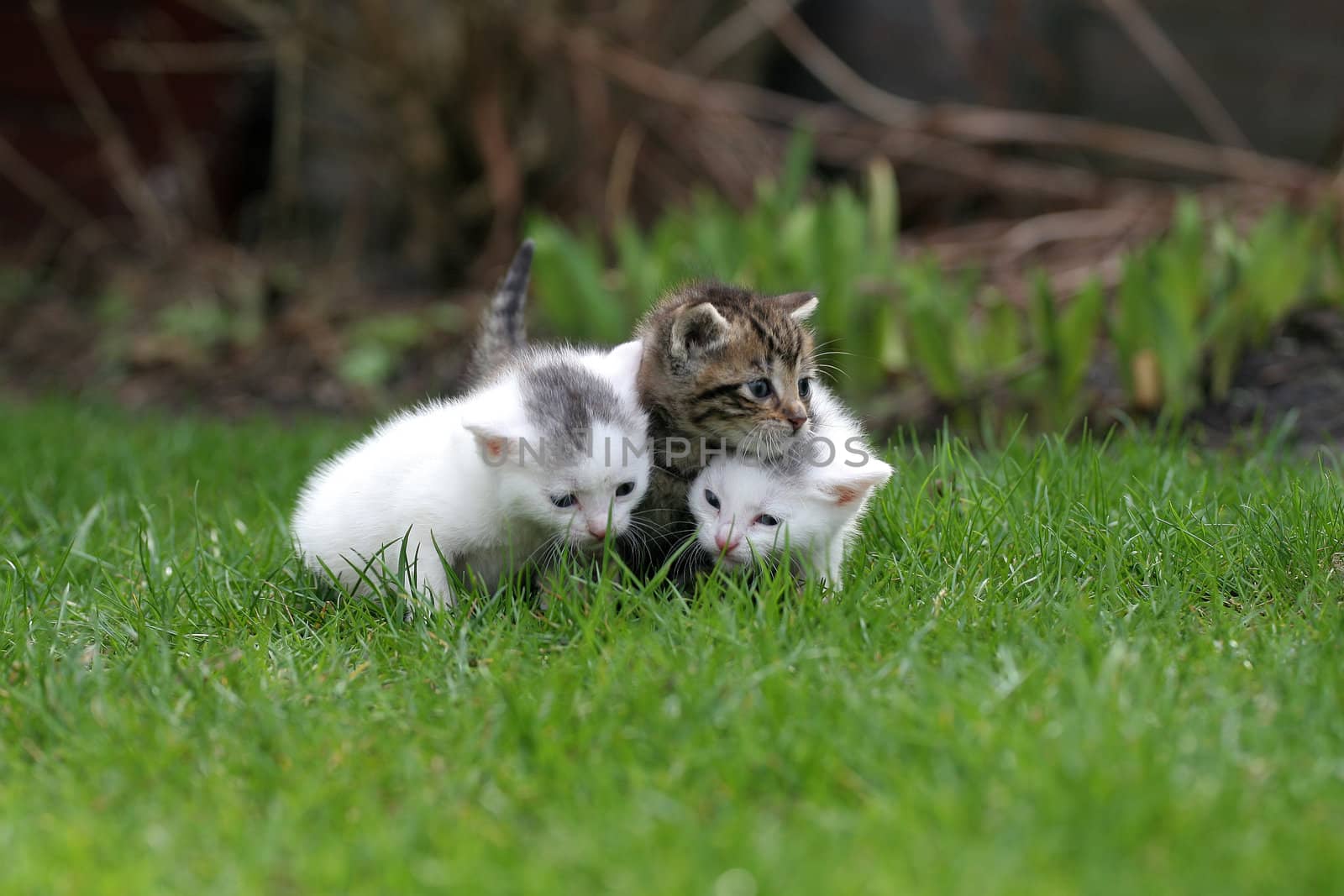 Three tiny kittens out for the first time in the big world