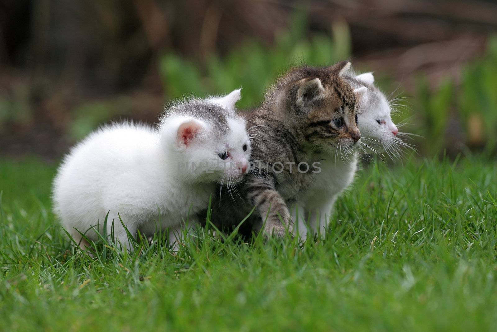 Three little kittens sitting outside in the grass (focus is on middle cat)