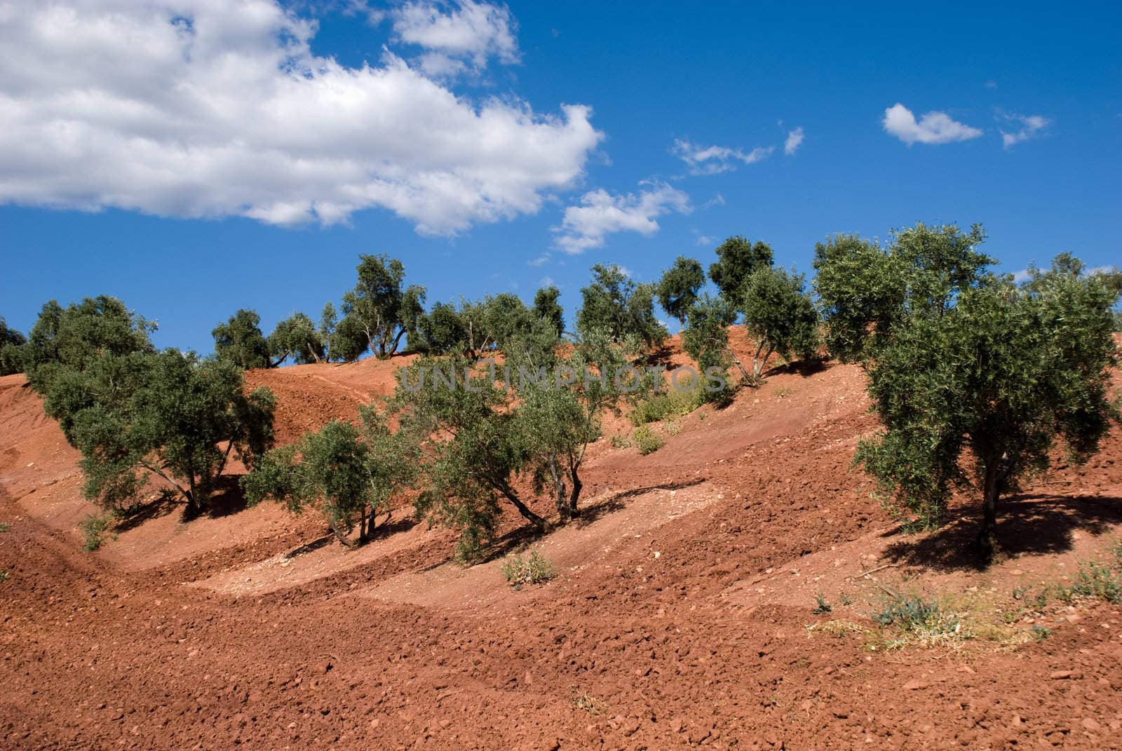 Olive Trees in Andalucia, Spain, against blue sky