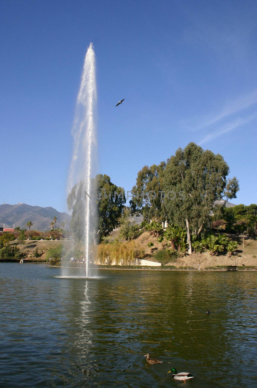 water fountain in a lake by leafy