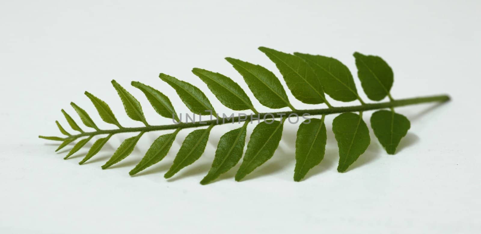 Green Tender Curry Leaves by nikonite