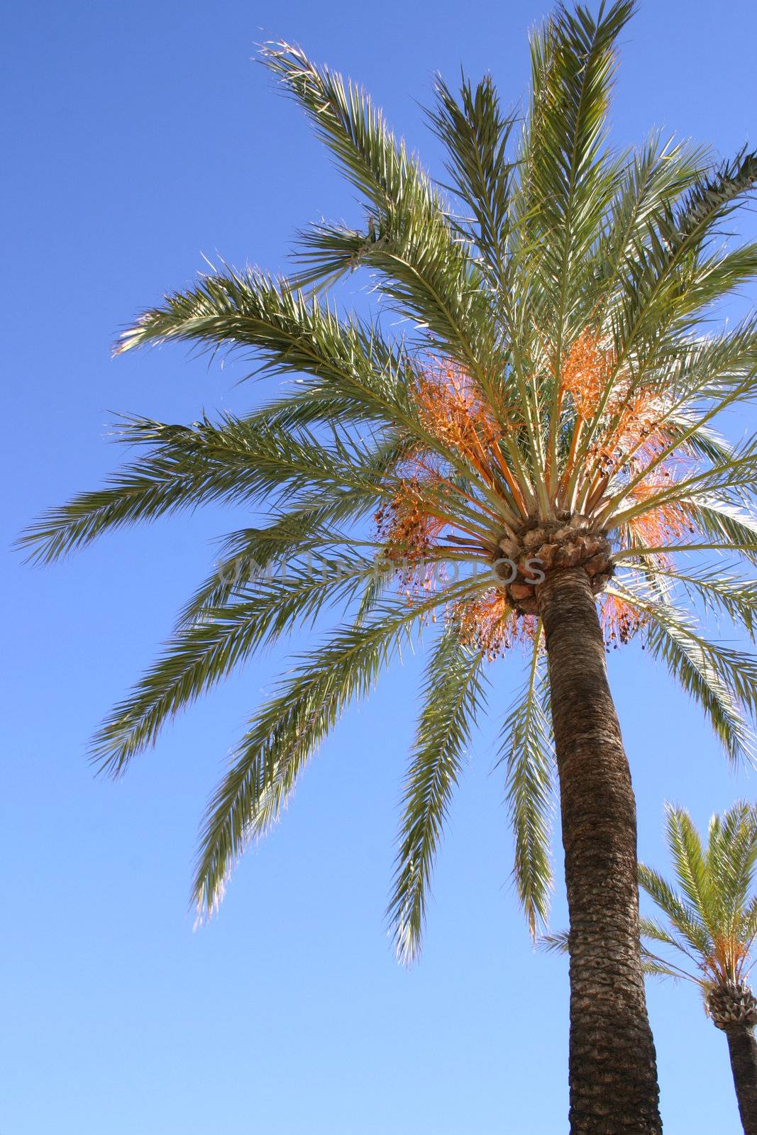 palm tree  by leafy