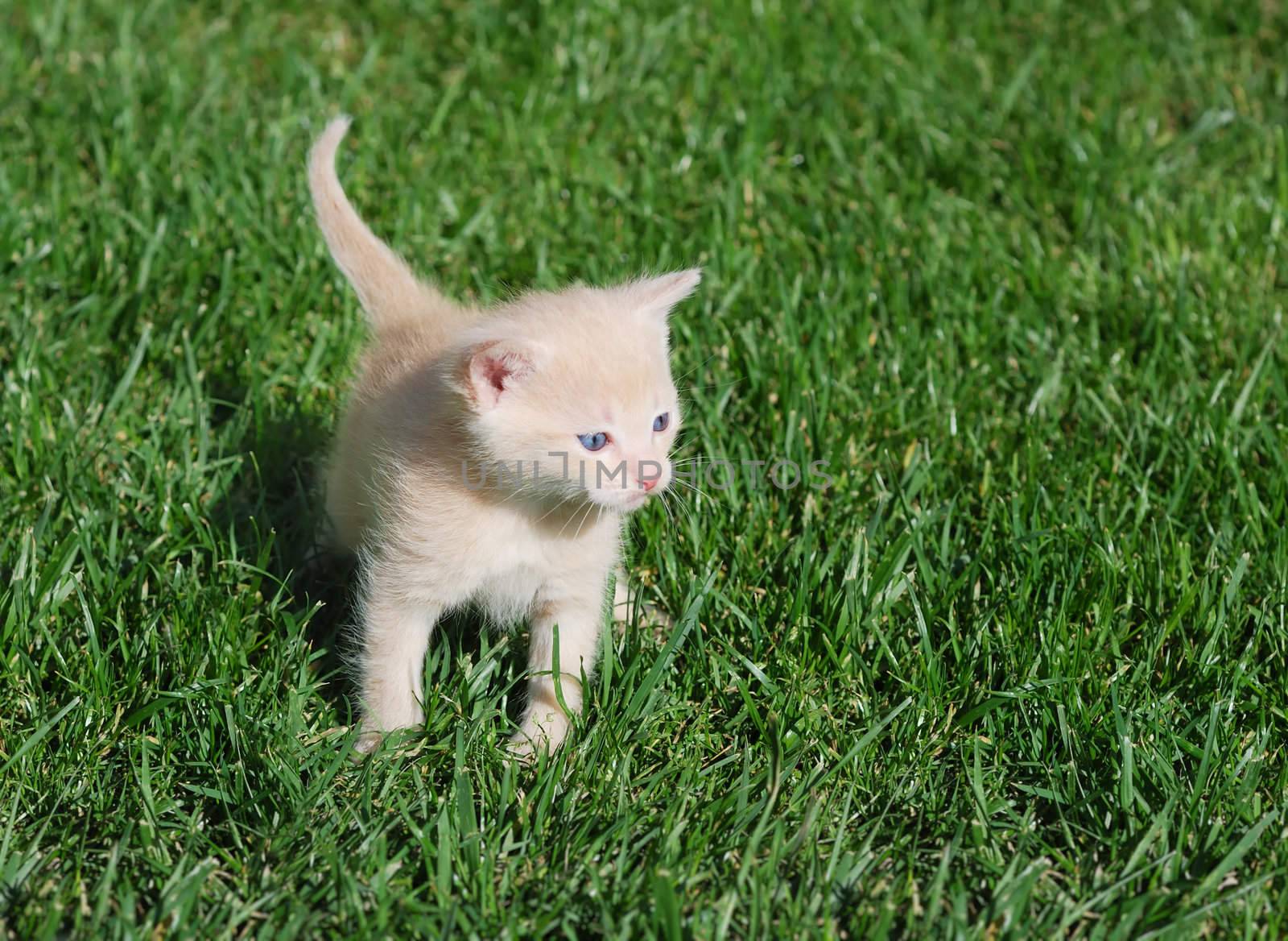 Yellow kitten with blue eyes walking through grass.