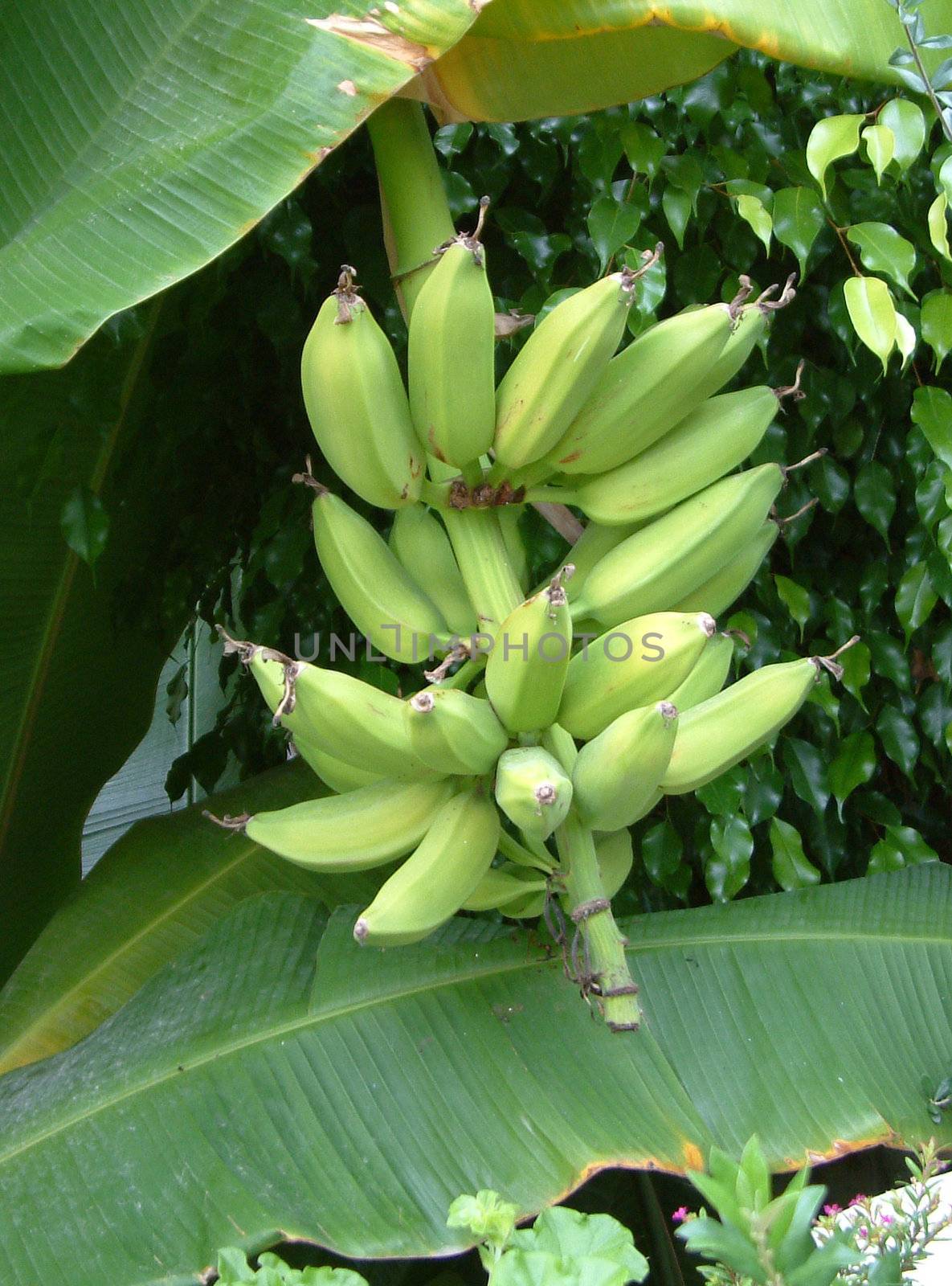 bananas on the tree by leafy