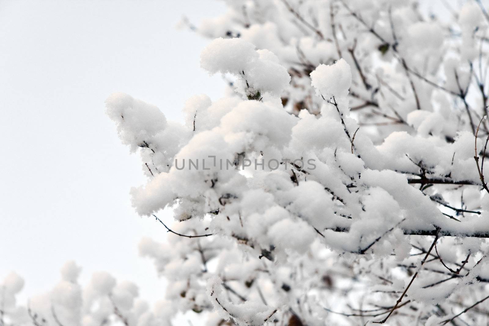 Tree covered with Snow on a white background with copy space