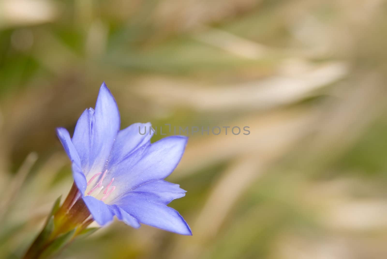 It is beautiful blue flower called Gentiana arisanensis Hayata.