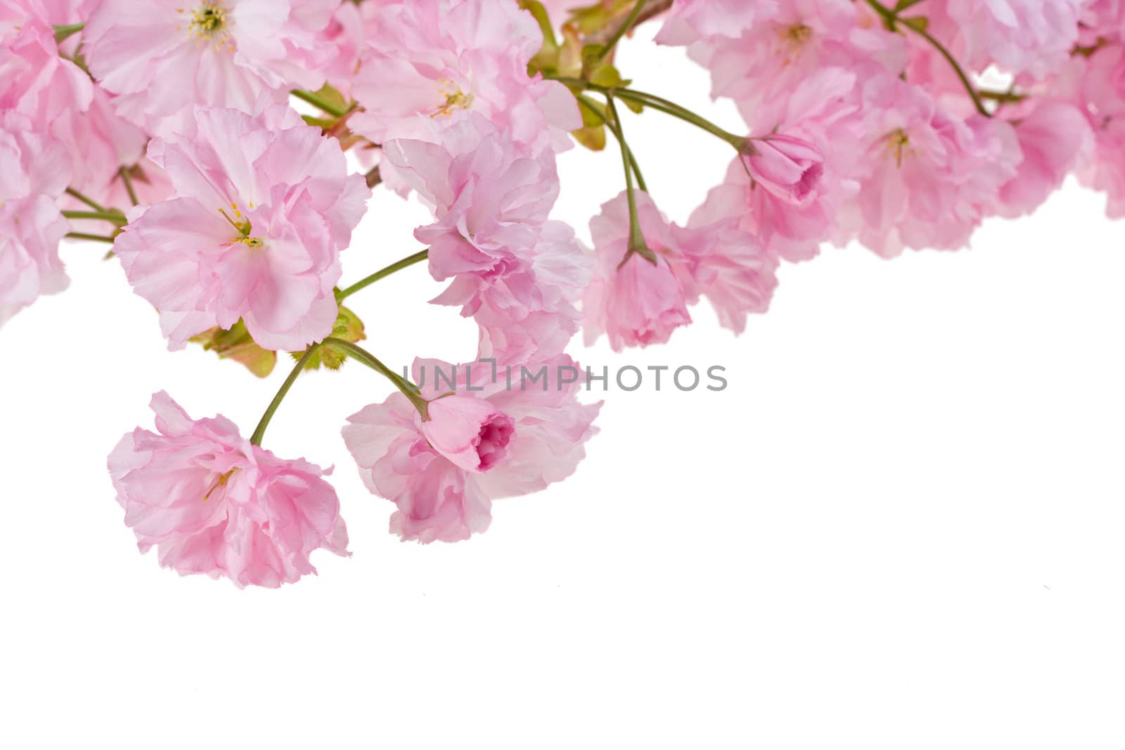 pink cherry tree blossoms on white background by bernjuer