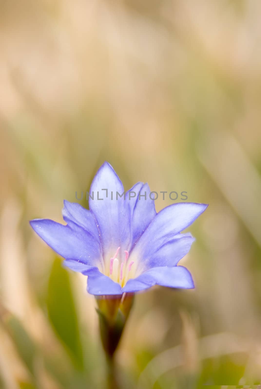 It is beautiful blue flower called Gentiana arisanensis Hayata.