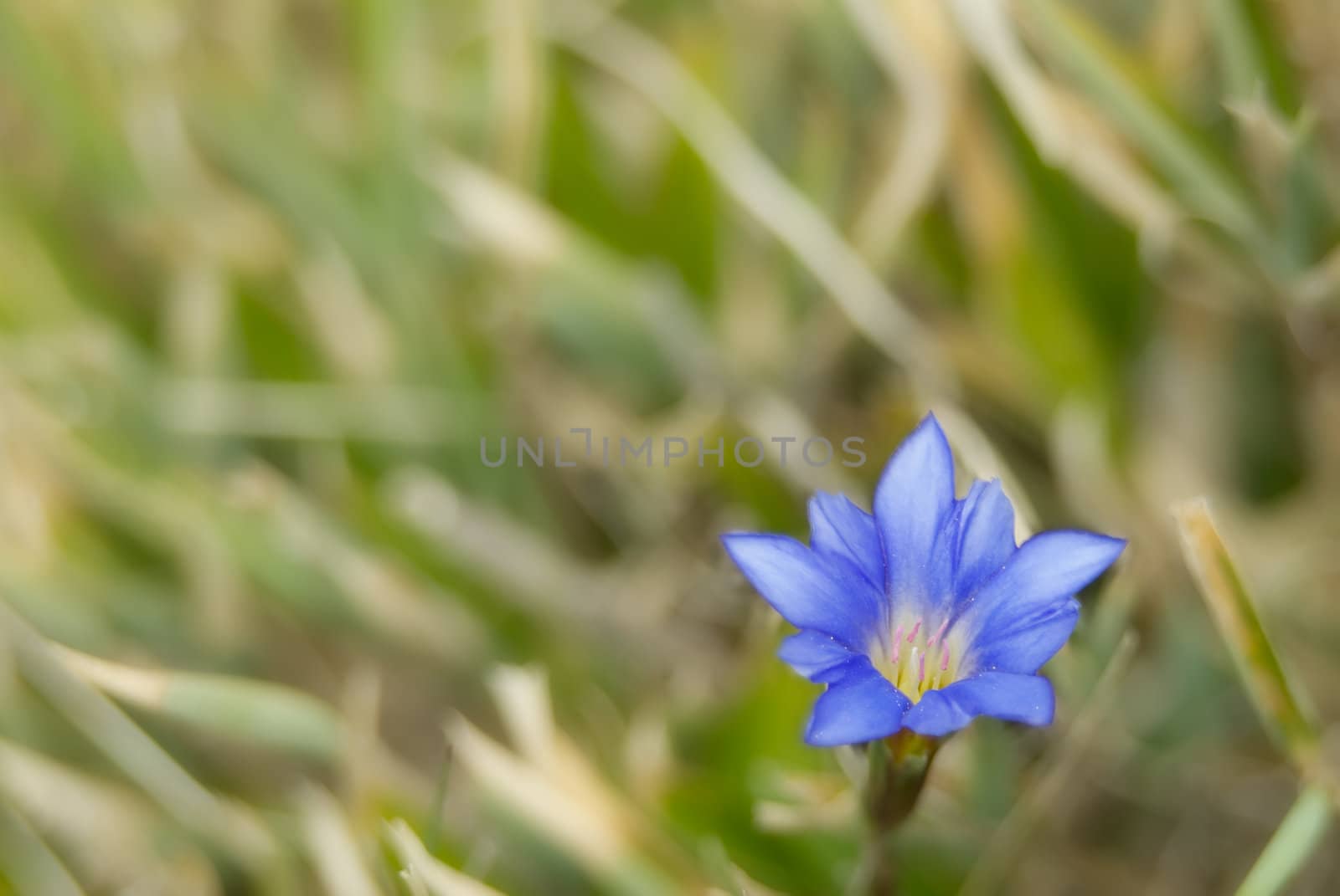 It is beautiful blue flower called Gentiana arisanensis Hayata.