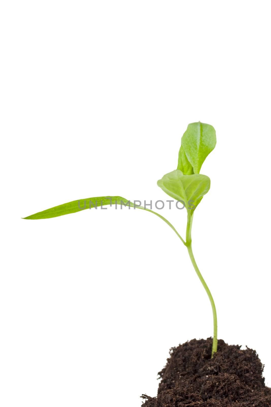 small seedling isolated on white by bernjuer