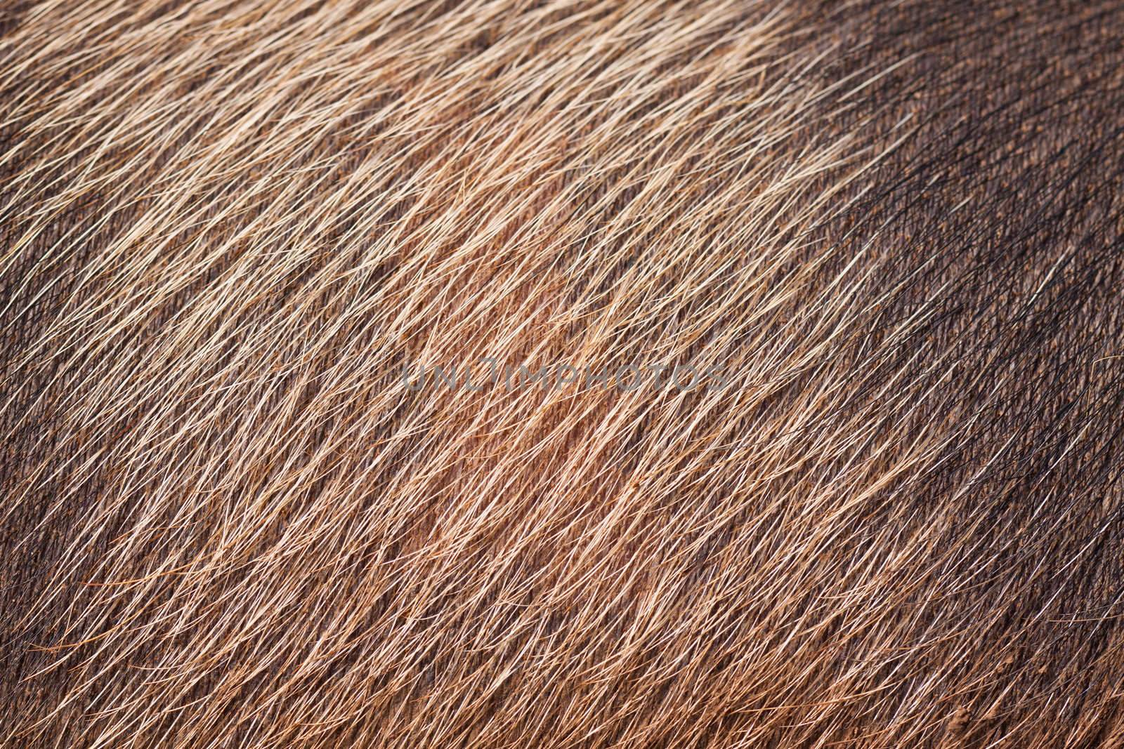 Closeup of pig skin and hair by Jaykayl