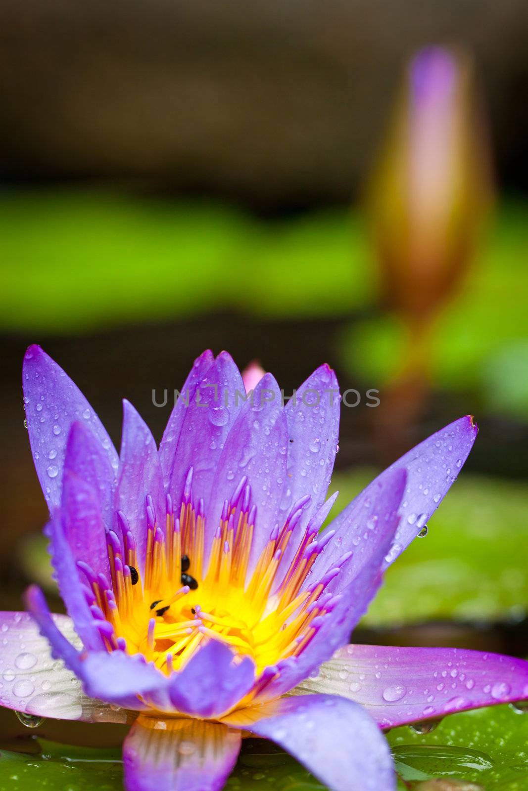 A closeup shot of  beautiful lotus flowers or waterlilies with lush green leaves in a pond