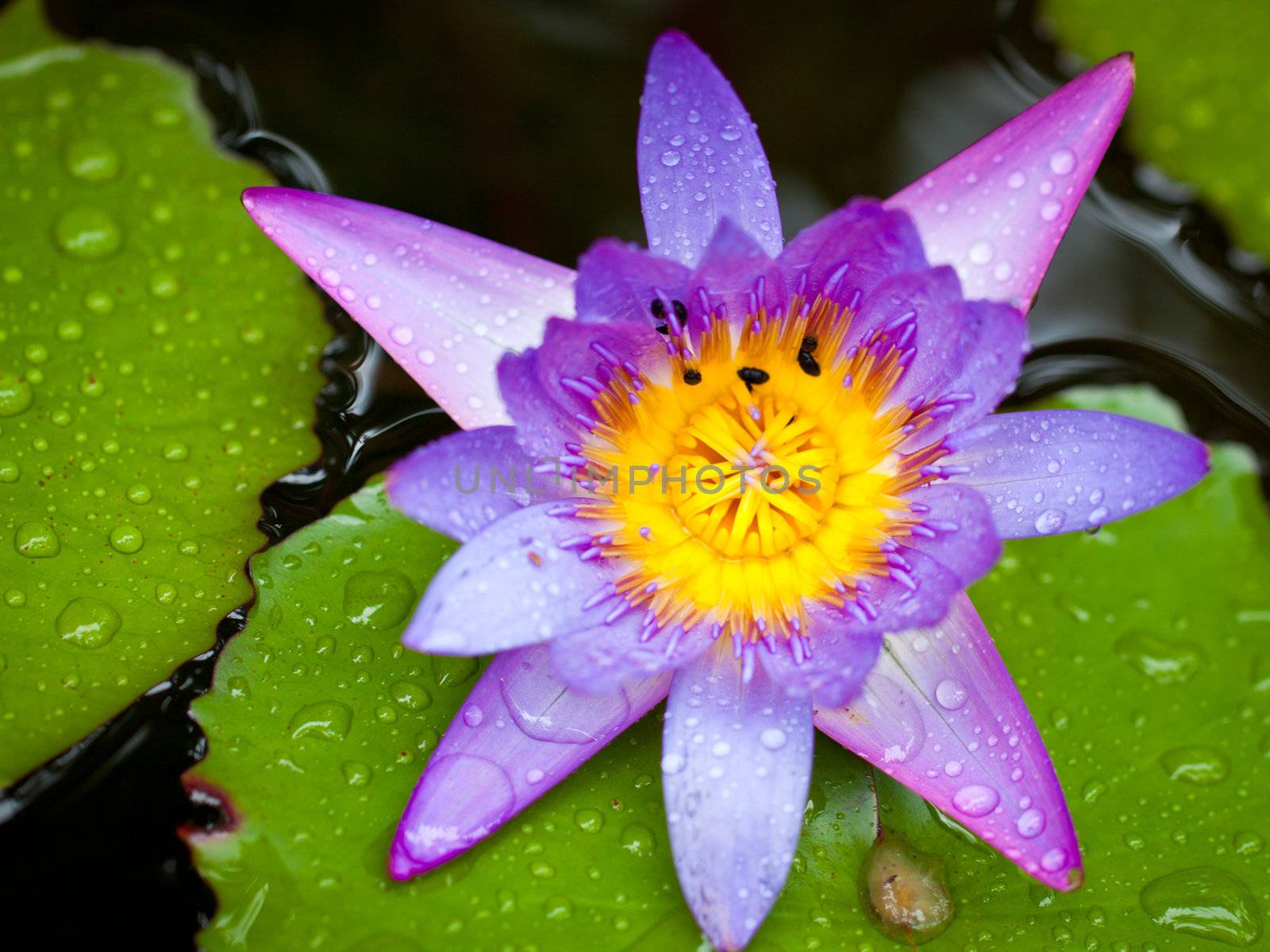 A closeup shot of a beautiful lotus flower or waterlily with lush green leaves in a pond