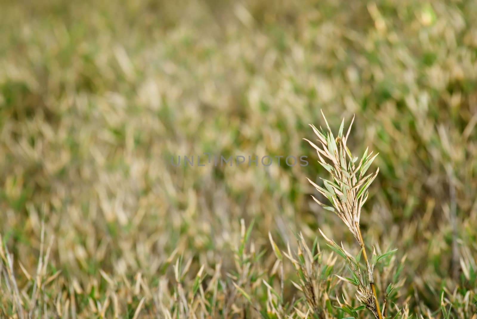grassland by elwynn