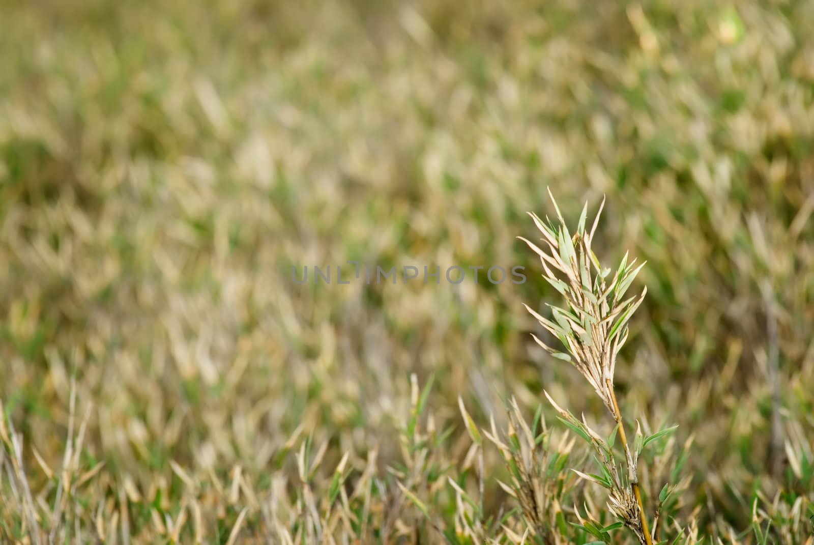 It is a grassland of one stand out.