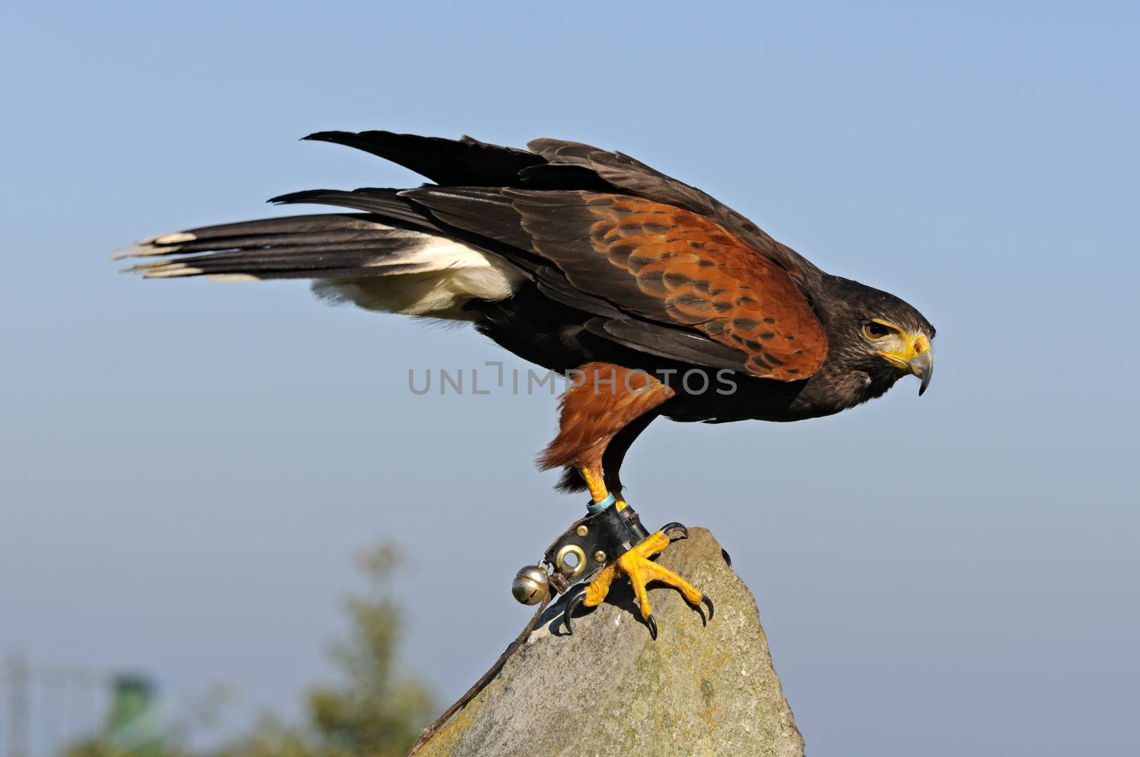 Close up of Harris Hawk (Parabuteo Unicintus)