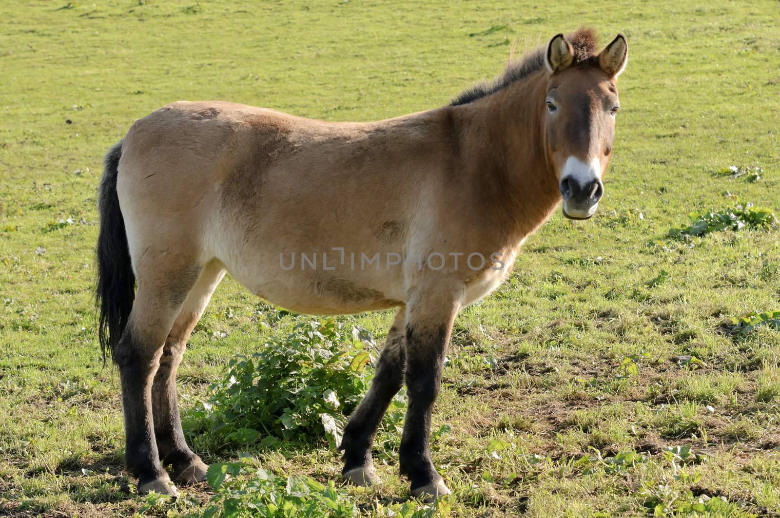 Close up of a Przewalskis Horse (Equus ferus przewalskii)