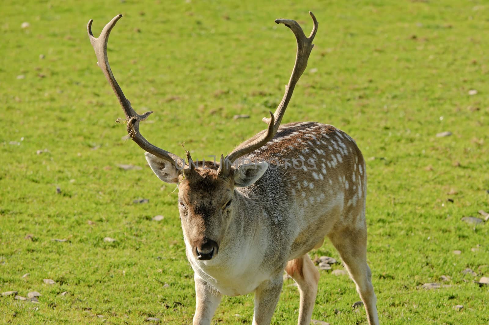 Close up of a Fallow Deer buck (Dama dama)