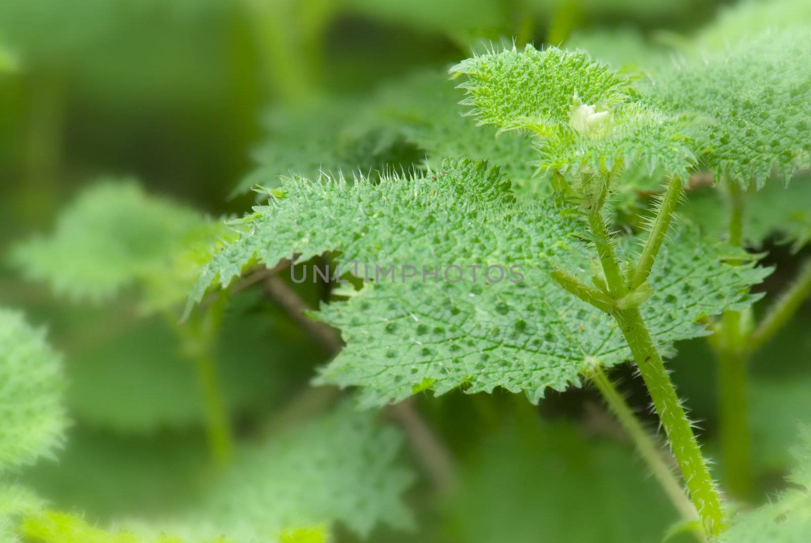 It is a beautiful plant with thorns called Stinging Nettle.