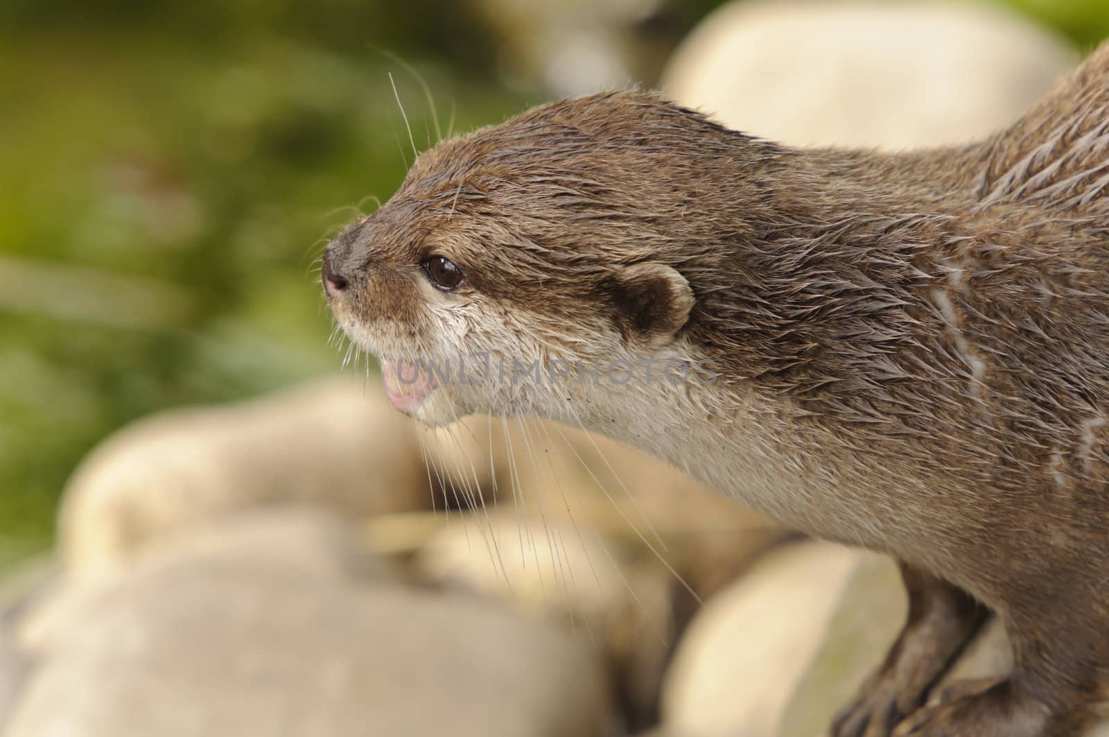 Closeup of Asian short-clawed otter (Aonyx cinerea)
