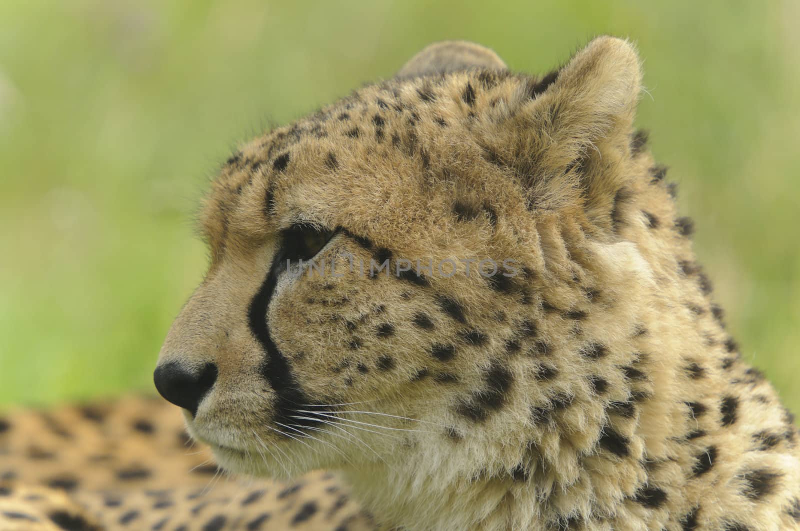 Close up of Cheetah (Acinonyx jubatus soemmeringii)