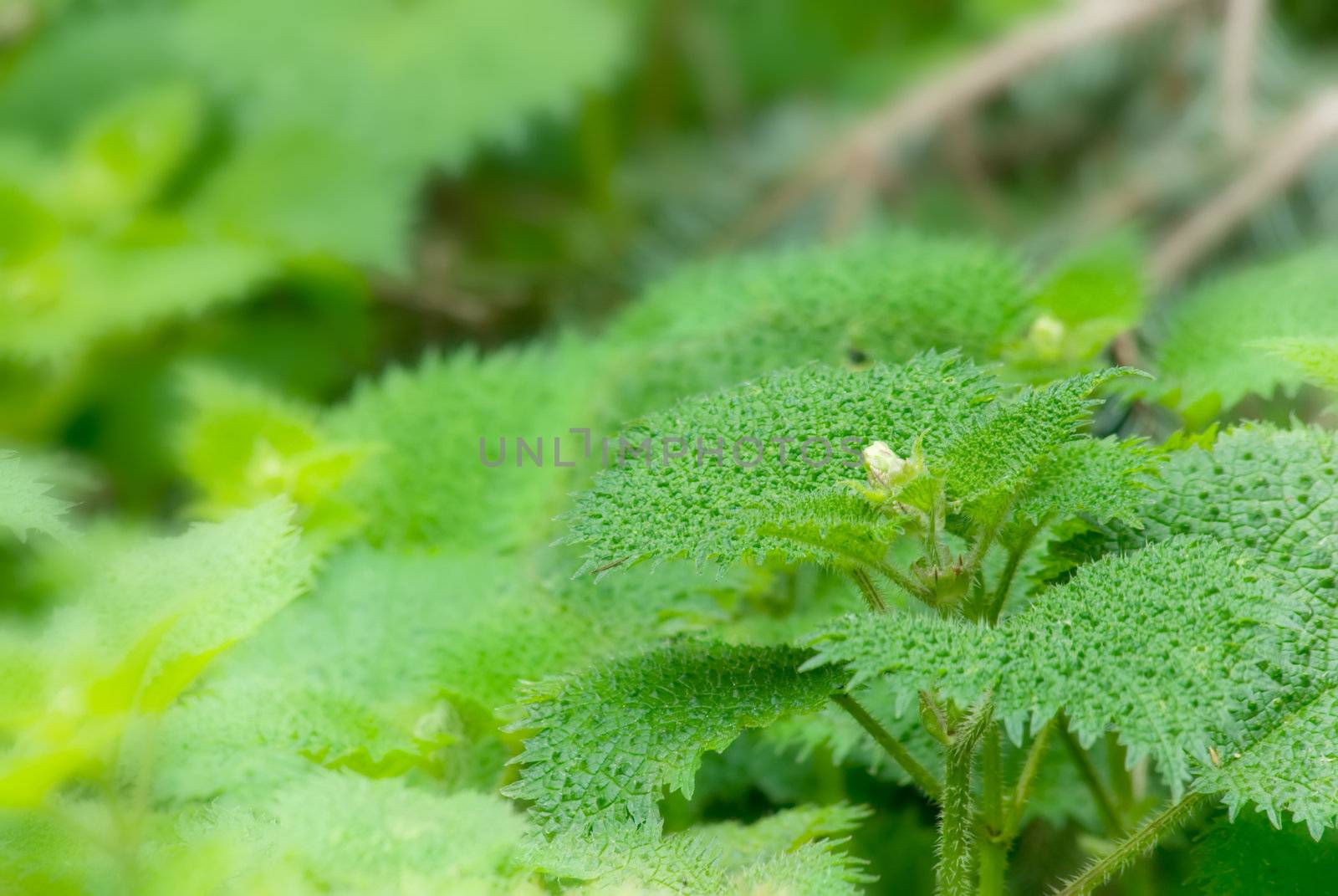 It is a beautiful plant with thorns called Stinging Nettle.