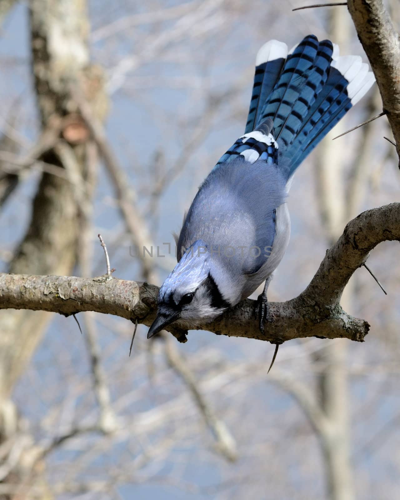 A blue jay perched on a tree branch.