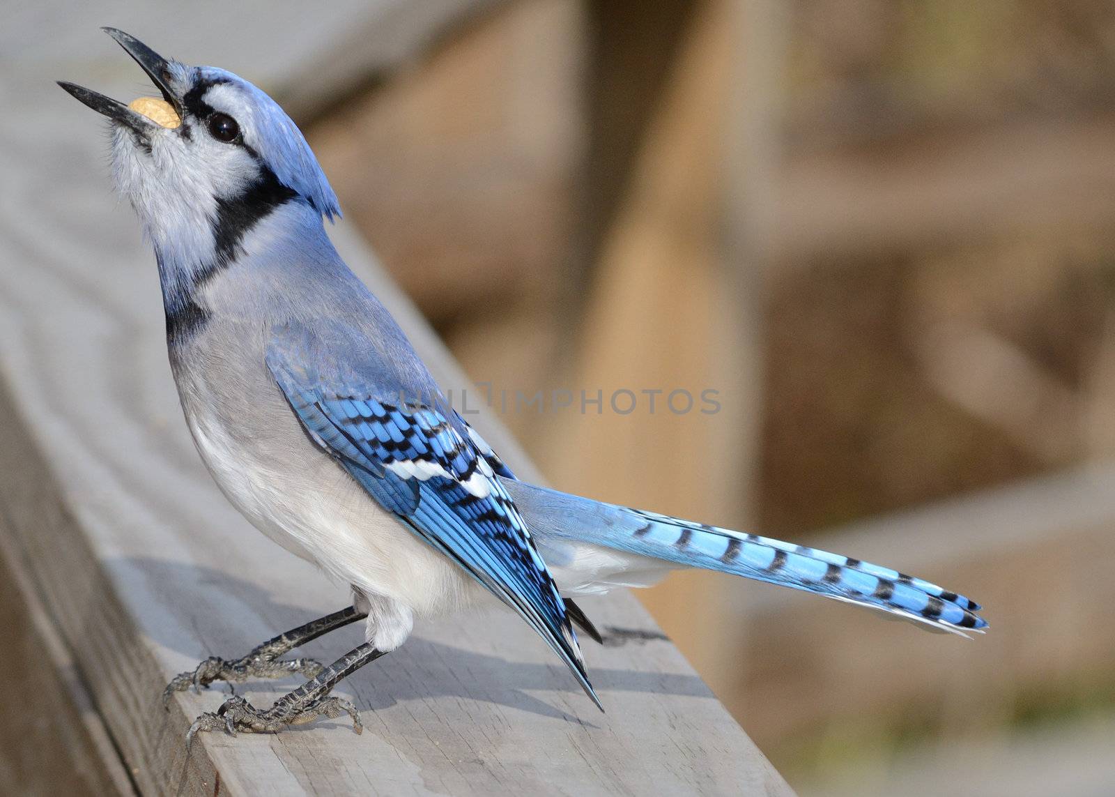 A blue jay perched on a wooden fence swallowing a peanut.