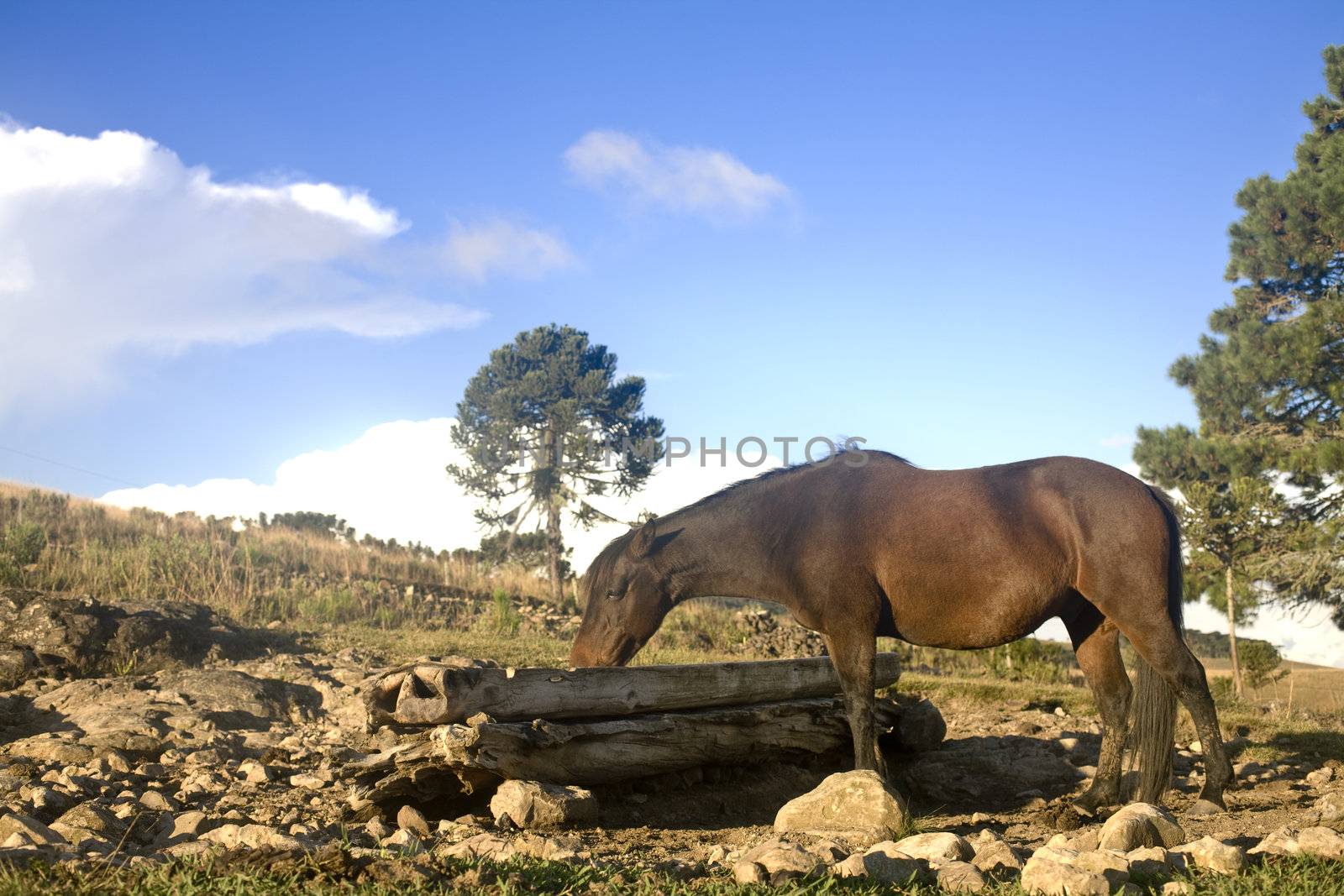 A beautiful horse with a bright blue sky, eating.