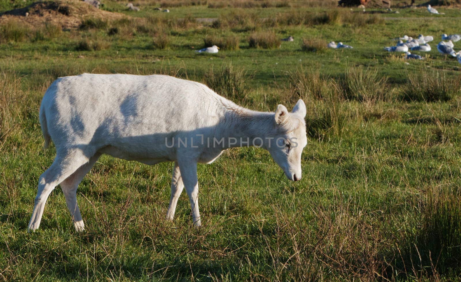 Young White Elk  in a grass field with sea gulls in background