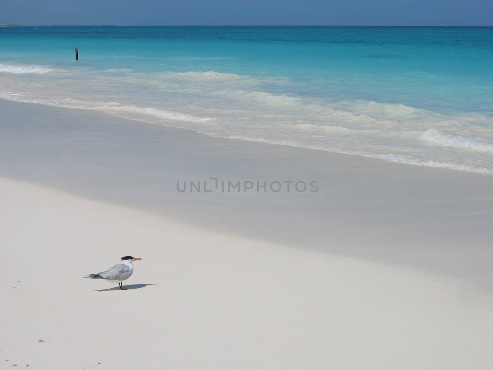 Carriebean beach, whit gull