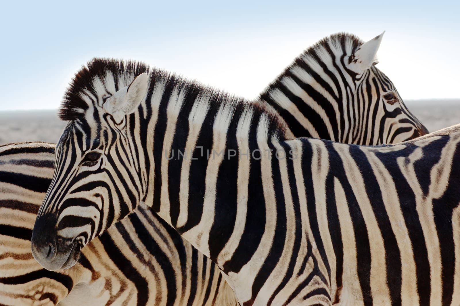 closeup of a beautiful zebra