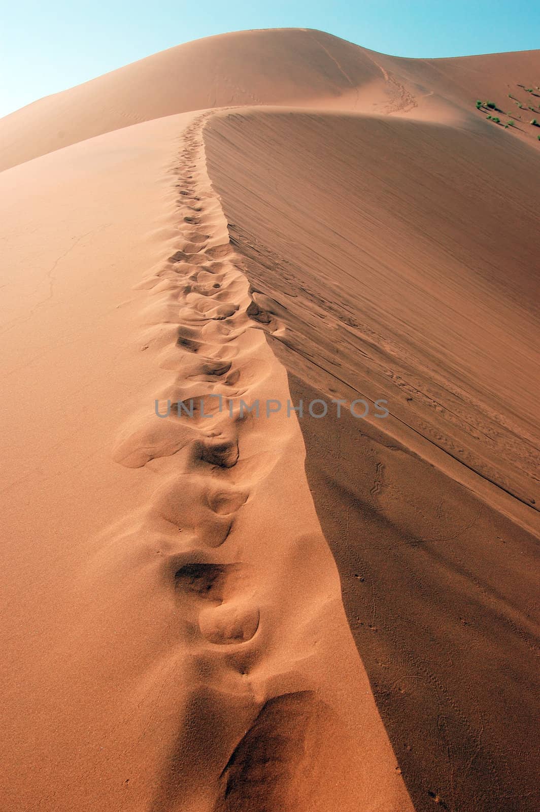 On top the Red dune in the Desert