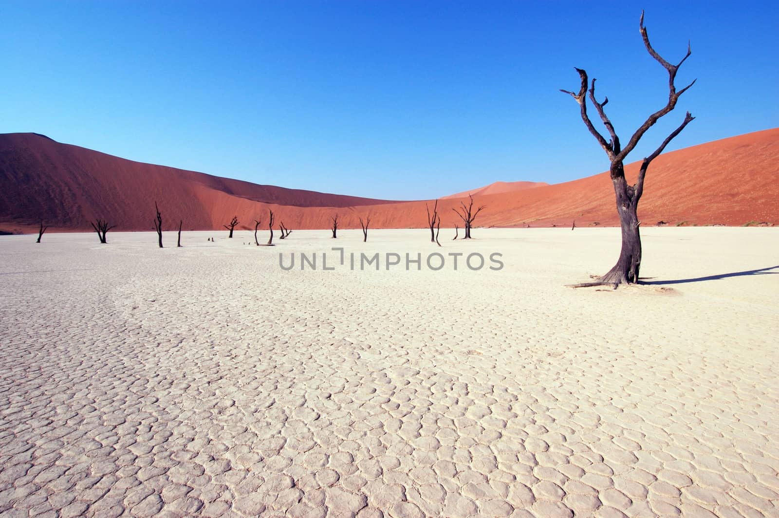 Dry terrain, dead tree and red dune - Lack of water. Namibia, Deadvlei, Sossuvlei.