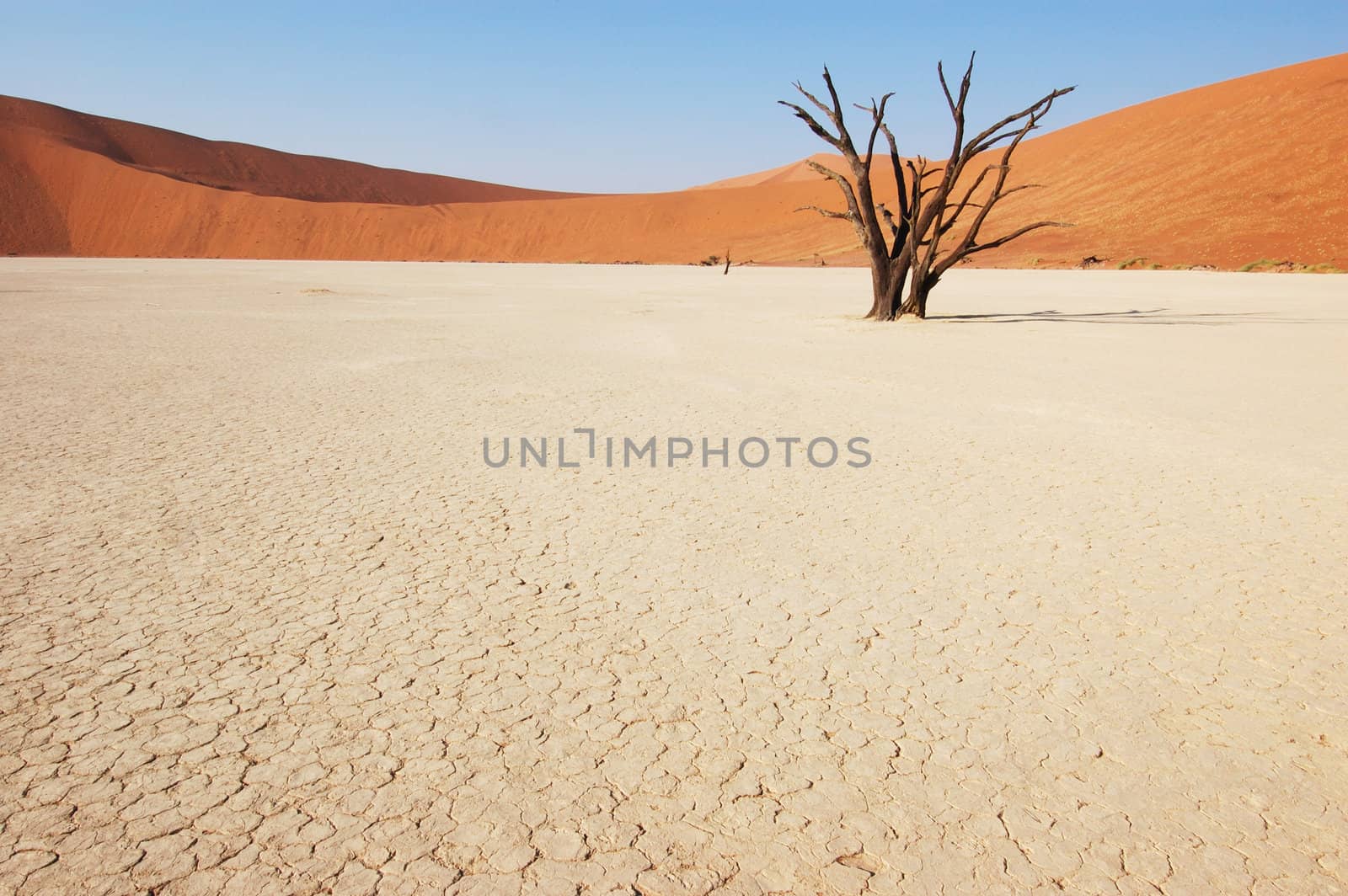 Dry terrain, dead tree and red dune - Lack of water. Namibia, Deadvlei, Sossuvlei.