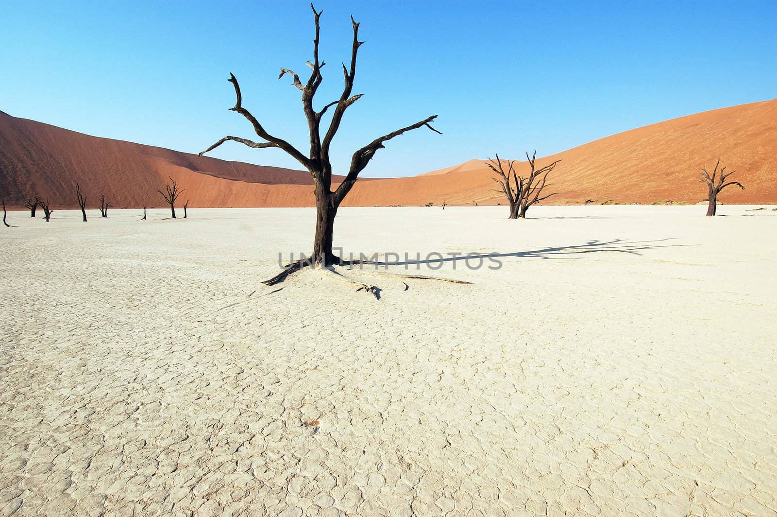 Dry terrain, dead tree and red dune - Lack of water. Namibia, Deadvlei, Sossuvlei.