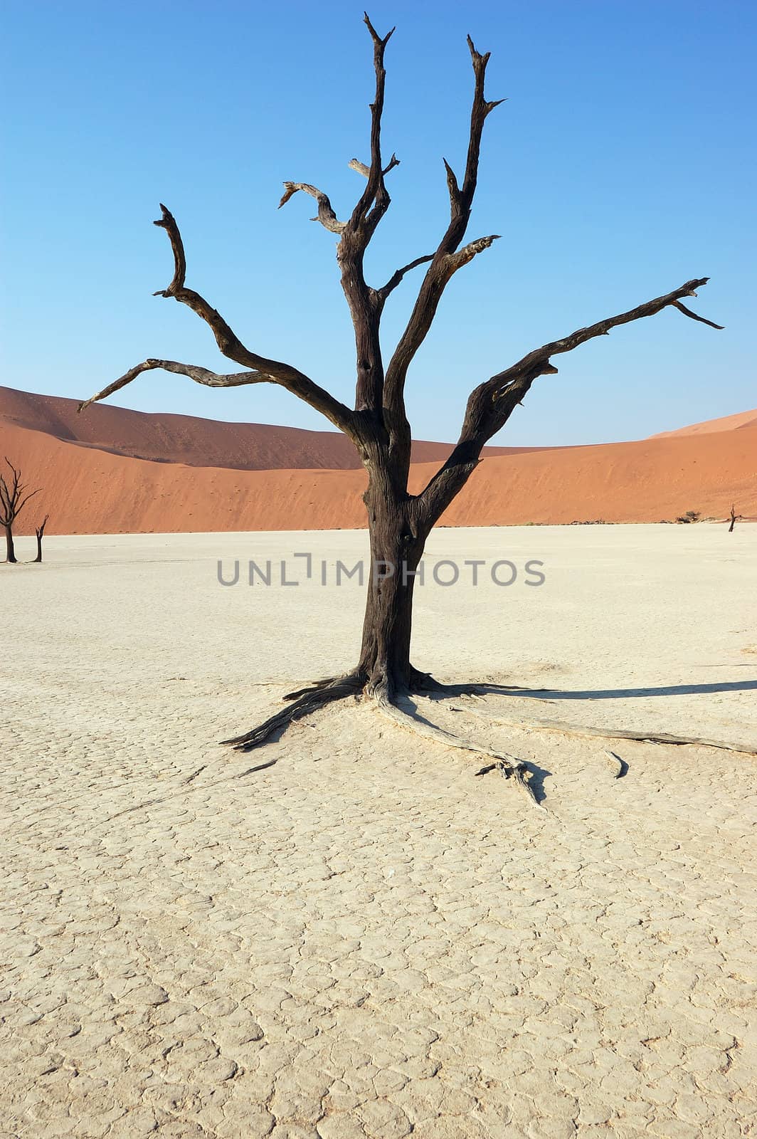 Dry terrain, dead tree and red dune - Lack of water. Namibia, Deadvlei, Sossuvlei.